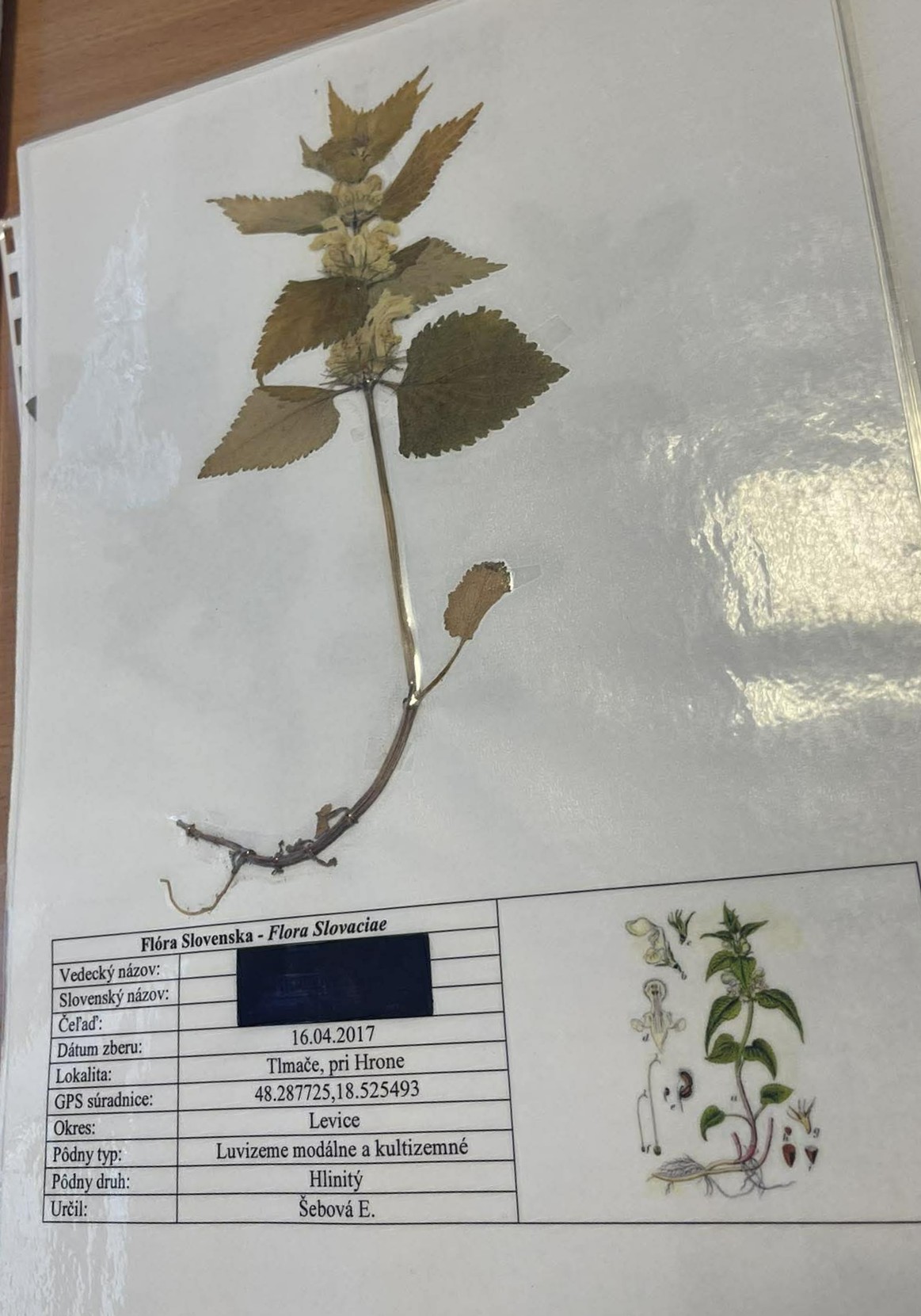 Rastlina Lamium album